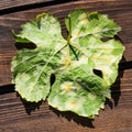 A dangerous disease of grape Mildew Ã¢â¬â downy mildew lat. Of plasmopara viticola